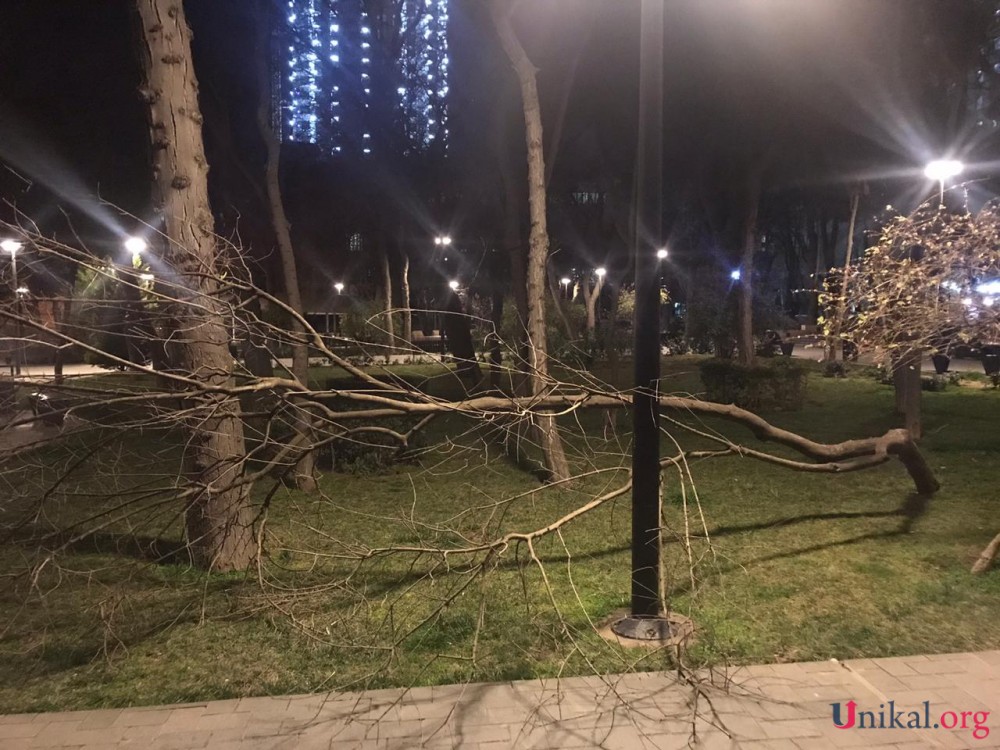 Bakıda güclü külək ağacı aşırdı - FOTOLAR